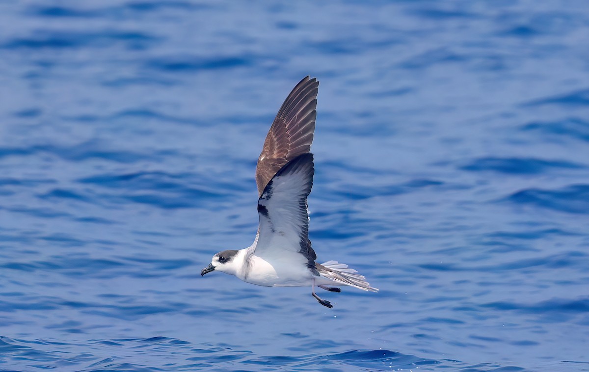 White-necked Petrel - ML650063920