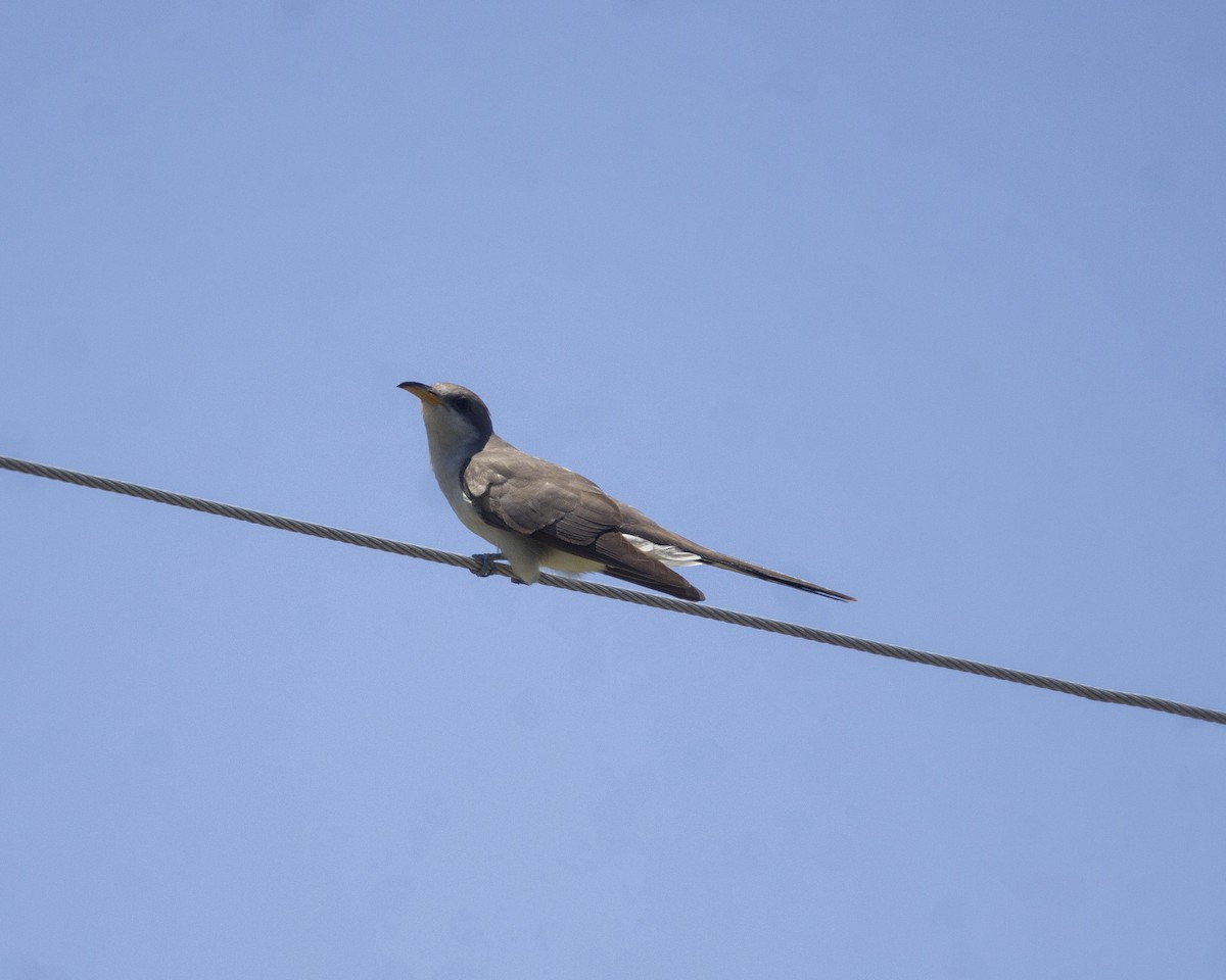 gulnebbgjøk - ML650064268