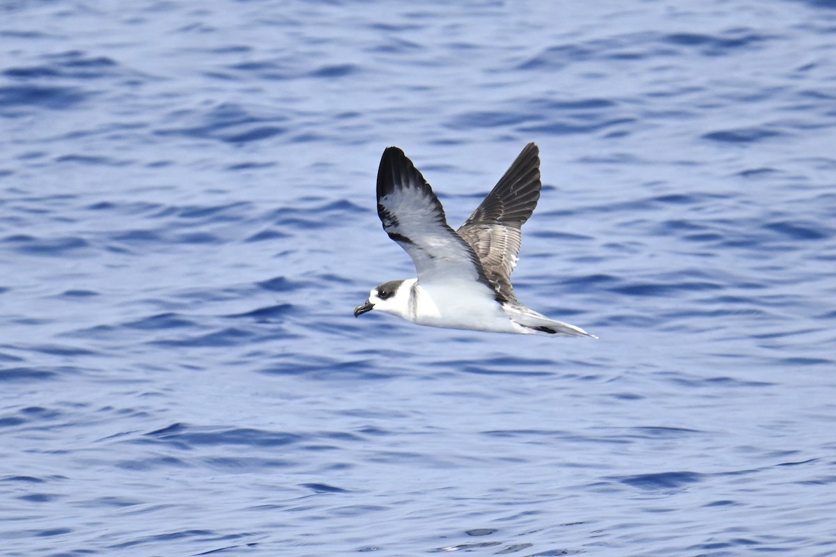 White-necked Petrel - ML650064490