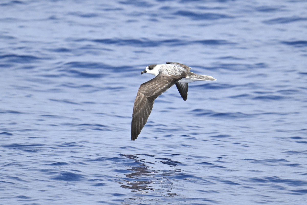 White-necked Petrel - ML650064530