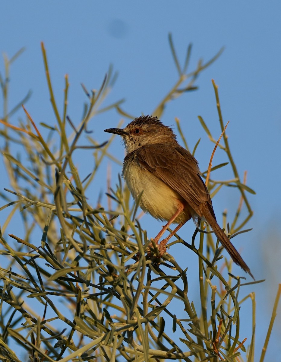 Black-chested Prinia - ML650065003