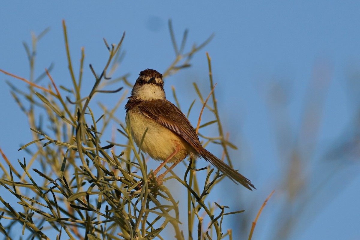 Black-chested Prinia - ML650065004