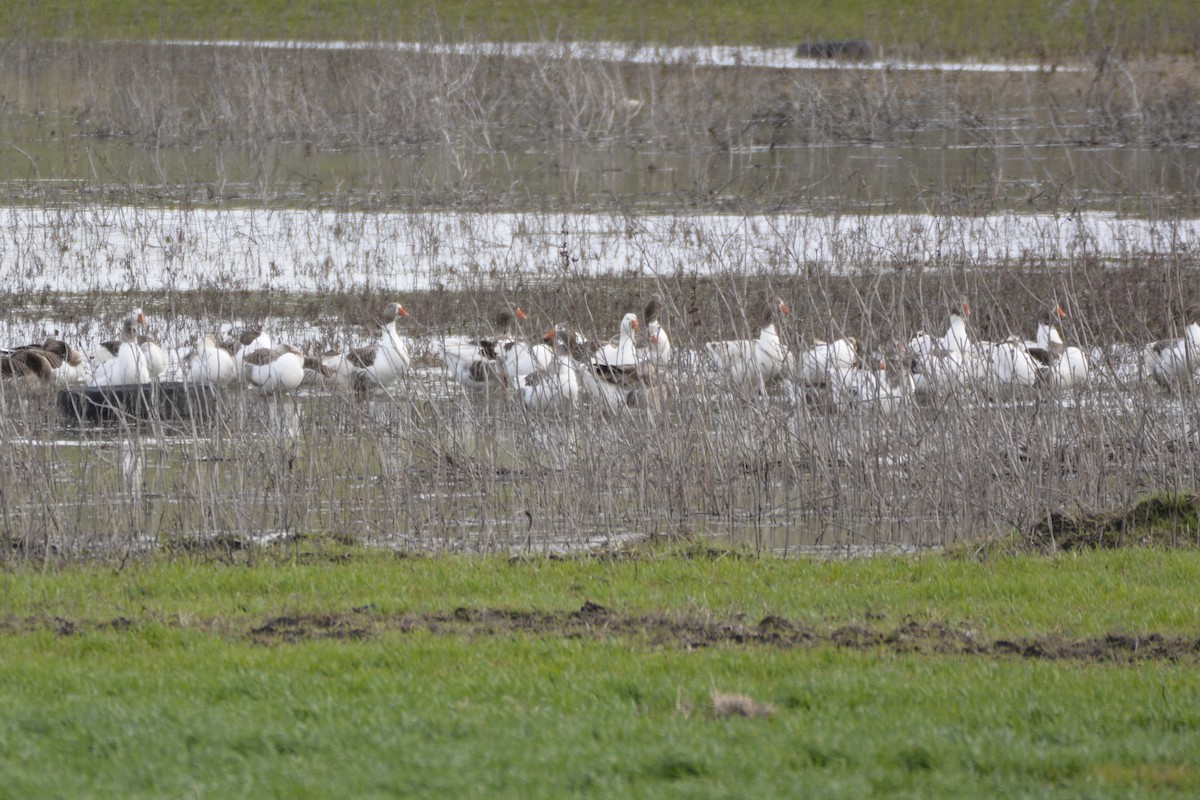 Серый гусь (Одомашненного типа) - ML650065776