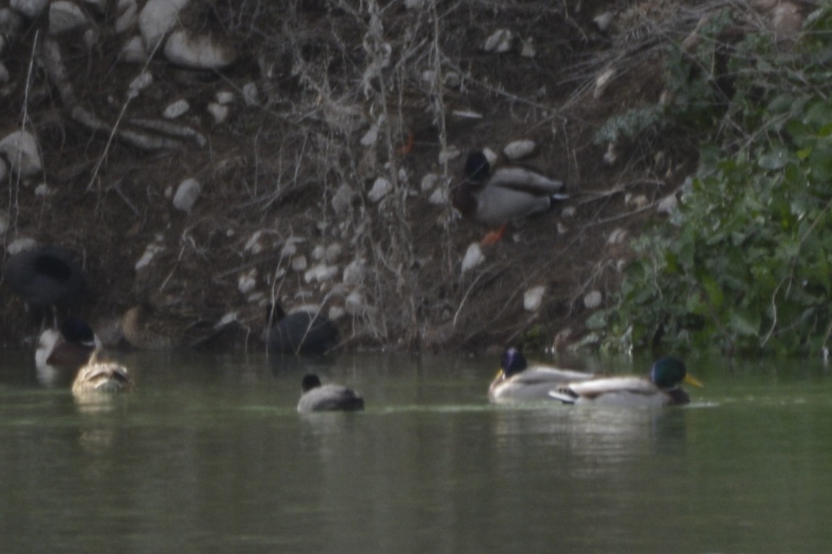 Кряква - ML650065823