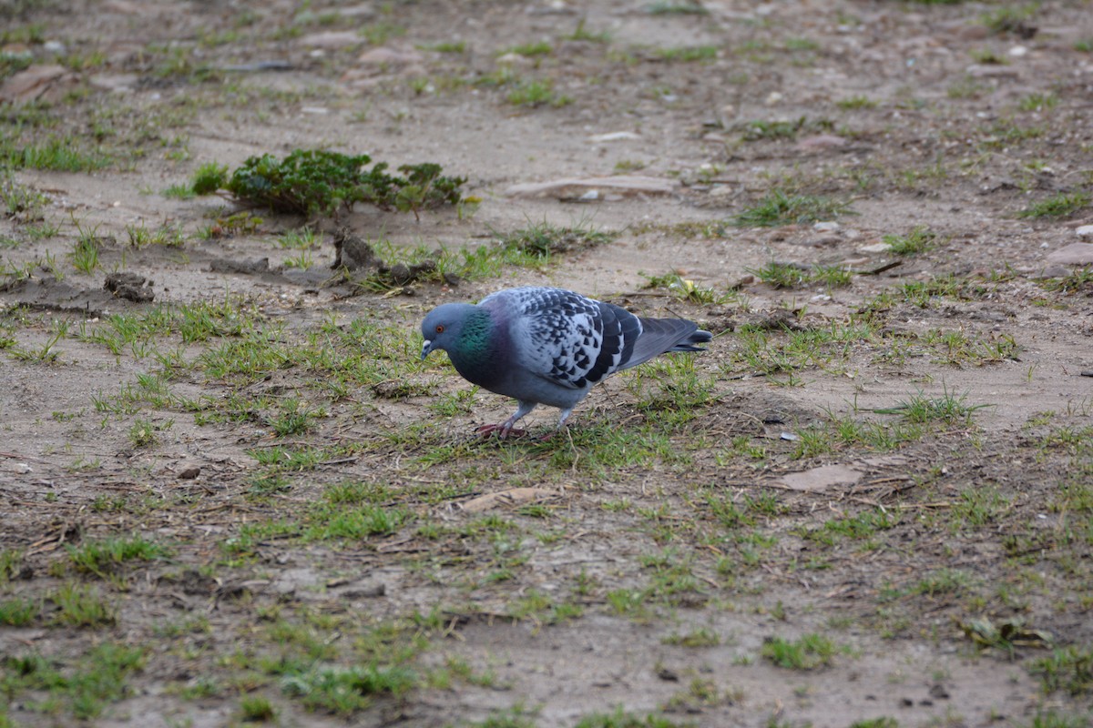 Сизый голубь (Одомашненного типа) - ML650065843