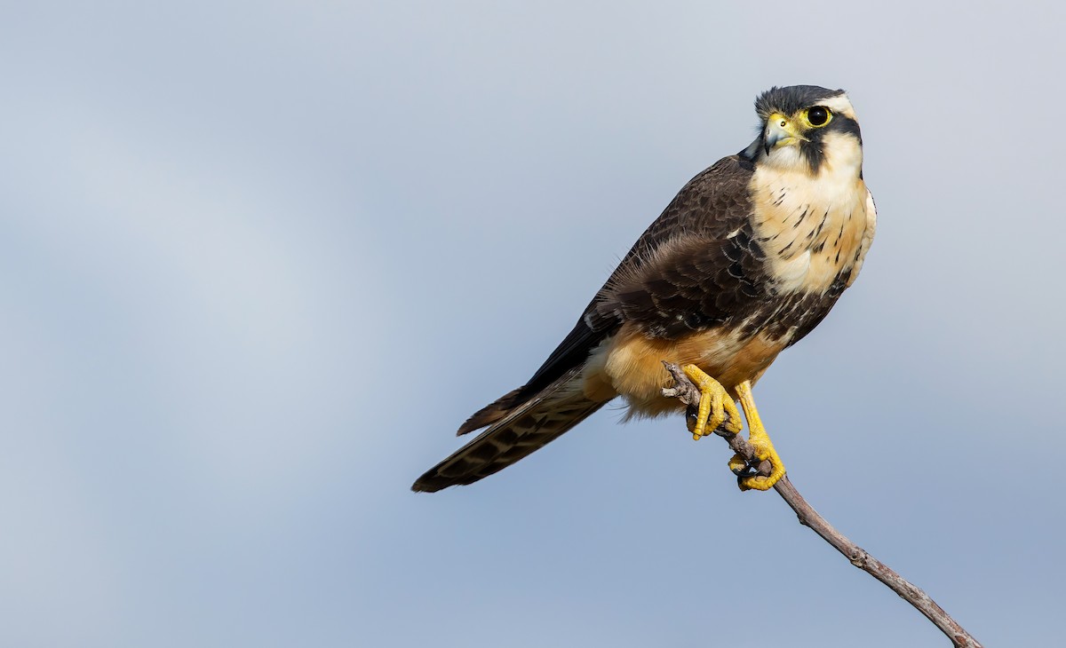 Belatz galtzaduna - ML650065932