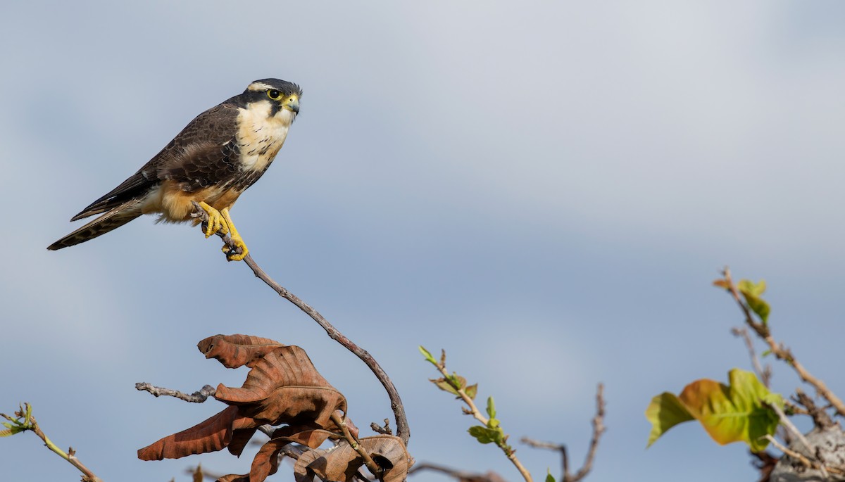 Belatz galtzaduna - ML650065939