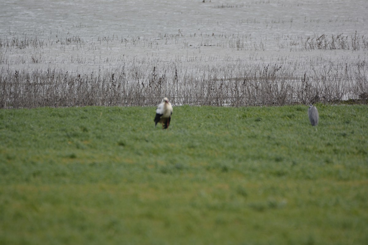 Белый аист - ML650065944