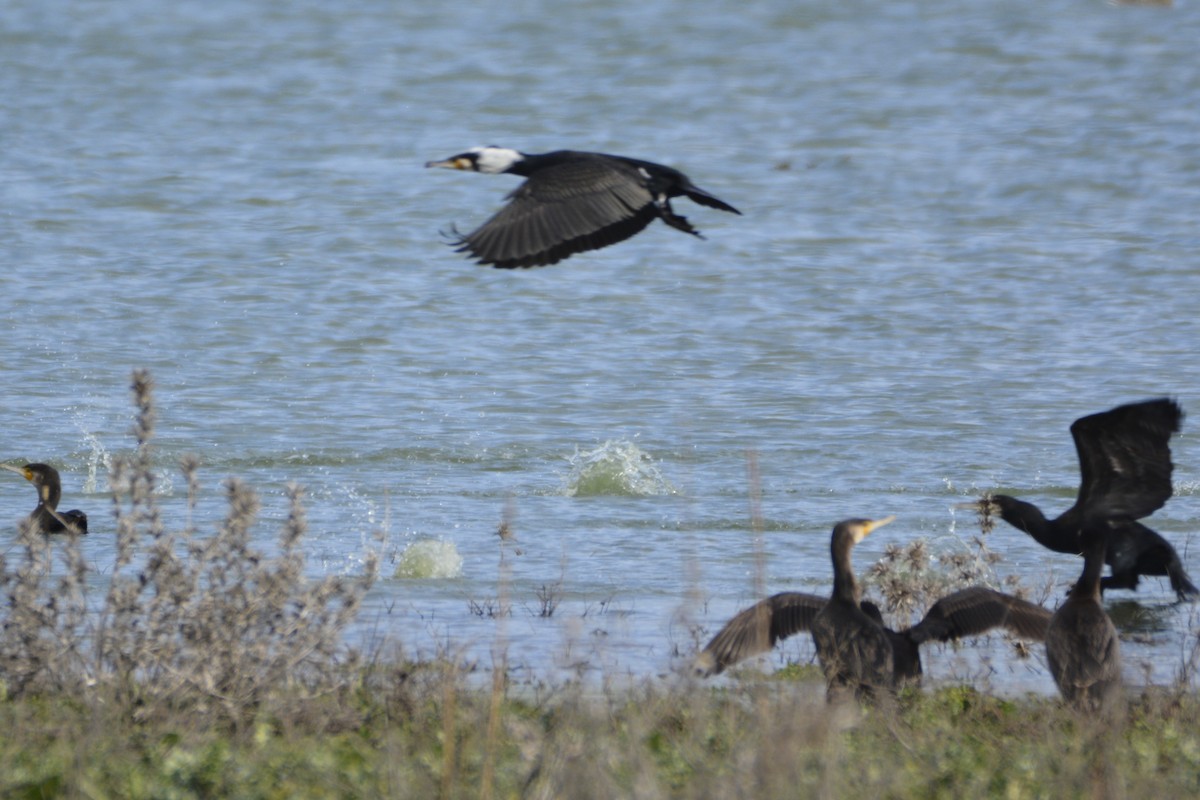 Большой баклан - ML650066103