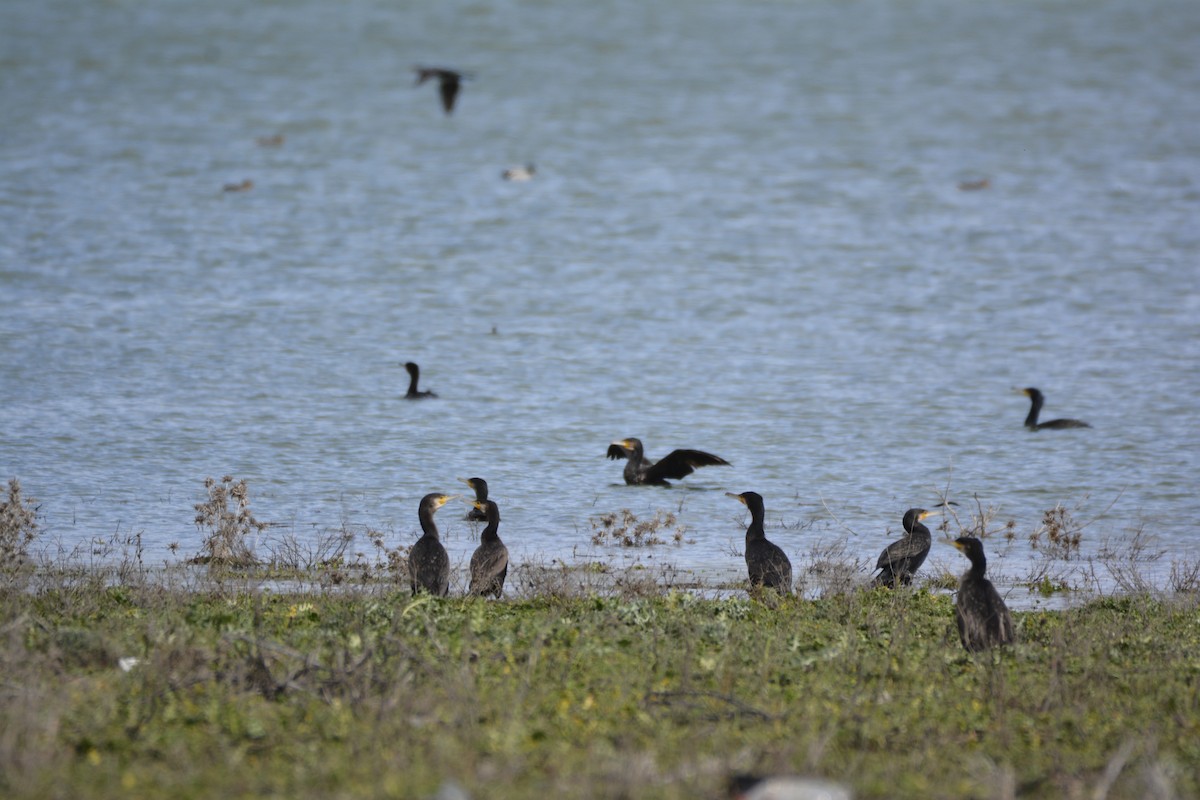 Большой баклан - ML650066150