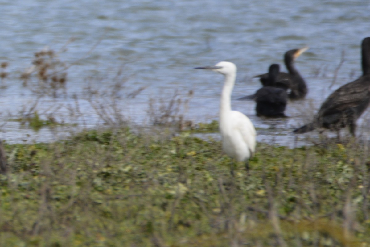 Малая белая цапля - ML650066151