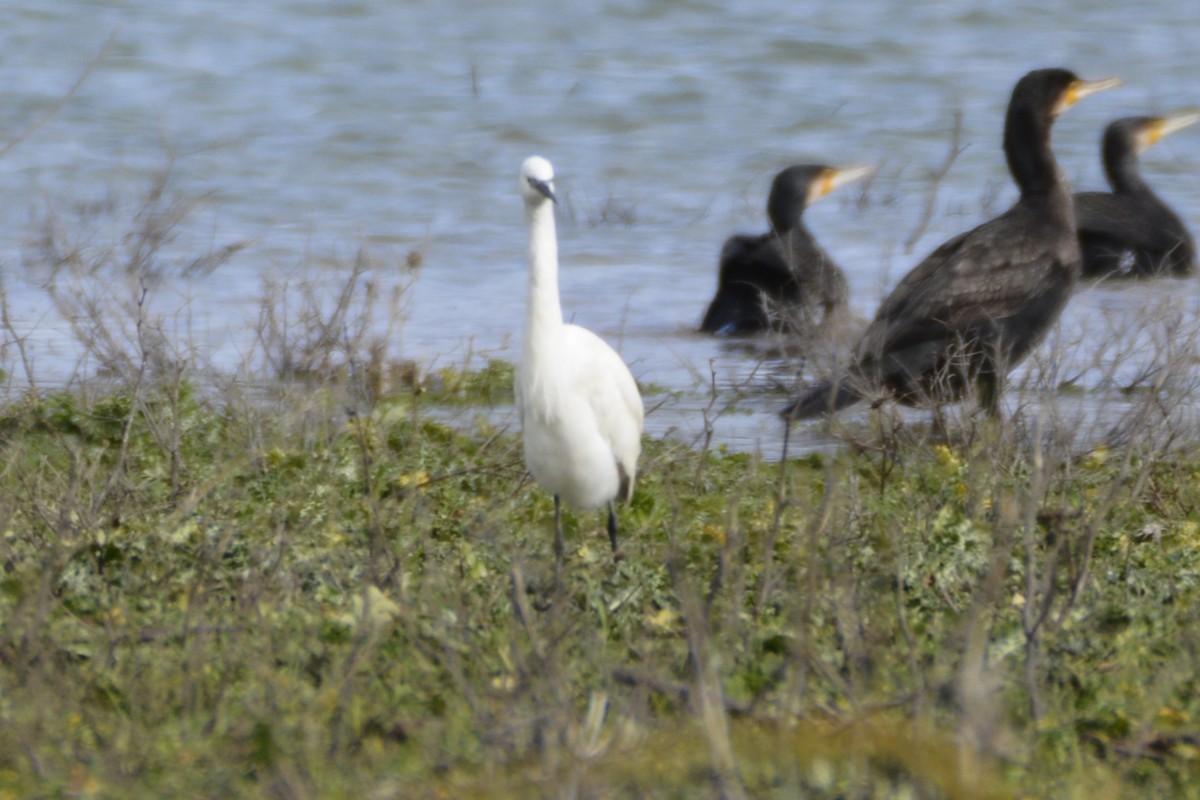 Малая белая цапля - ML650066152
