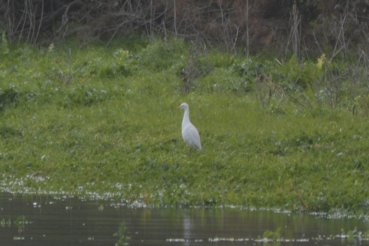 Египетская цапля - ML650066168