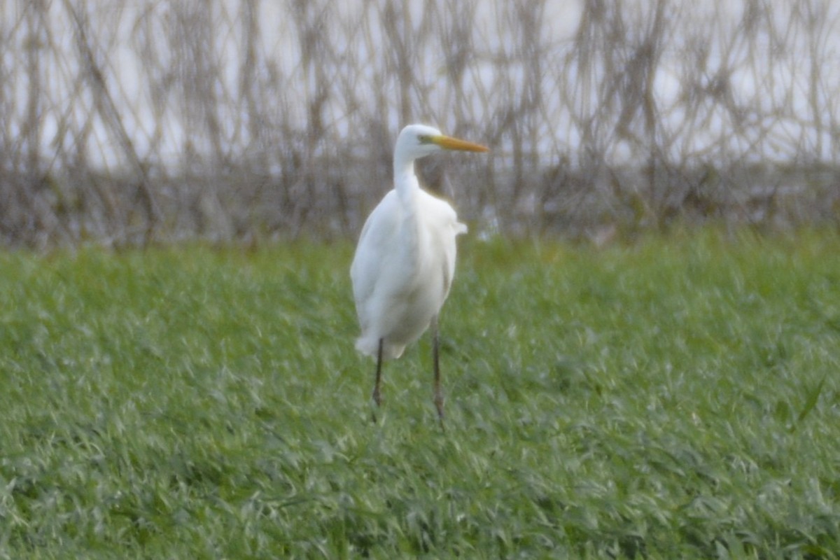 Большая белая цапля - ML650066193