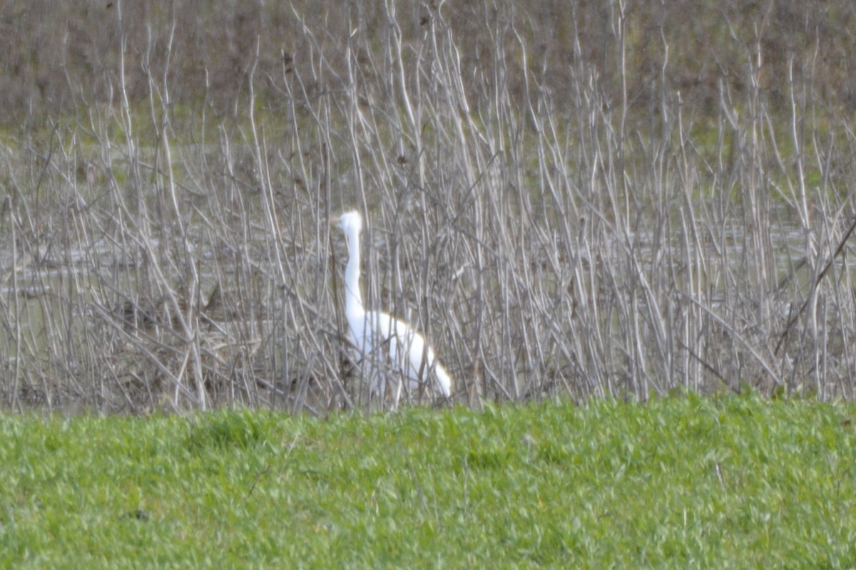 Большая белая цапля - ML650066194