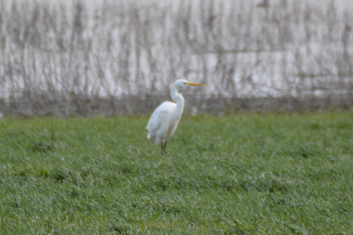 Большая белая цапля - ML650066195