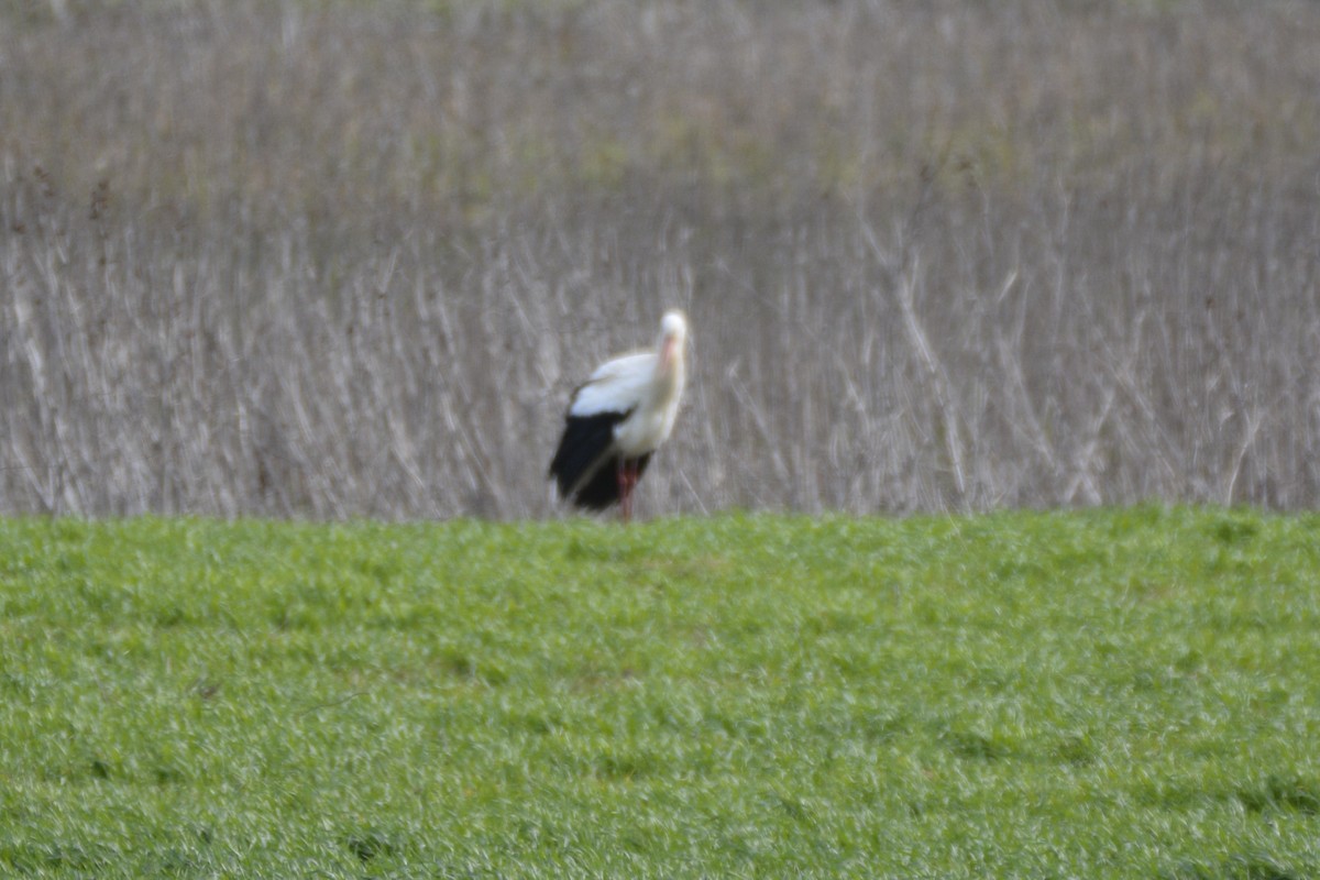 Белый аист - ML650066221
