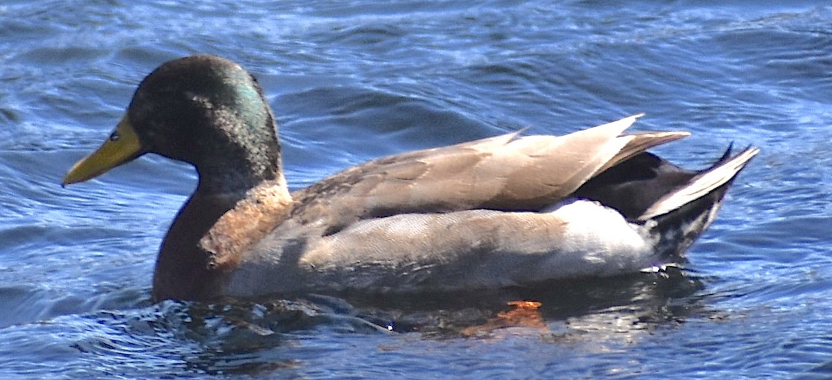 Mallard - ML650066232