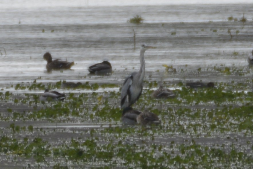 Серая цапля - ML650066233