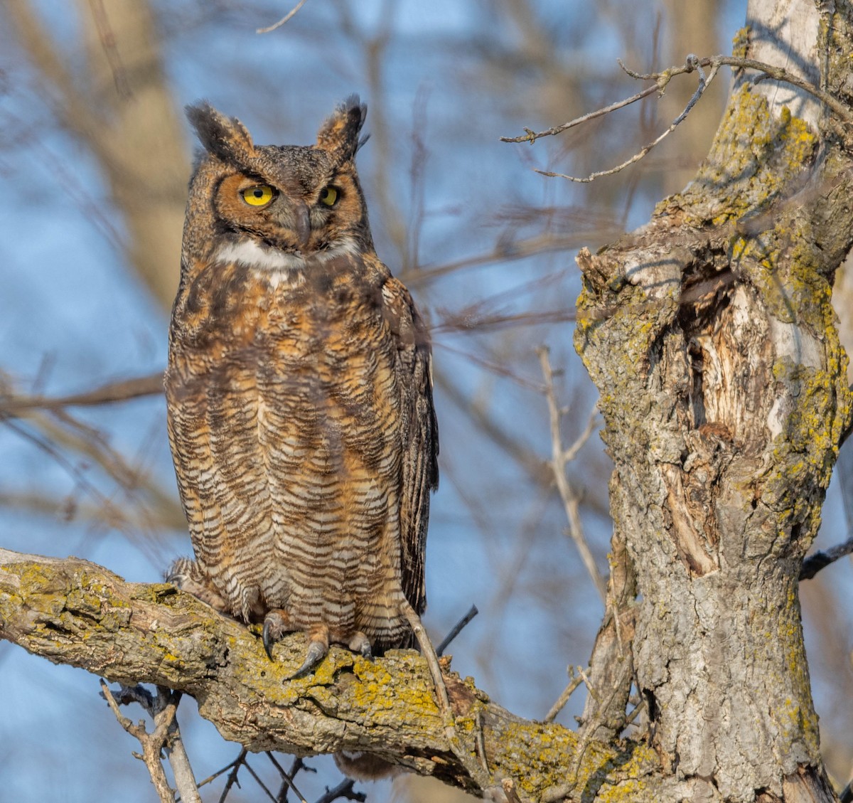 Amerika Puhusu - ML650066275