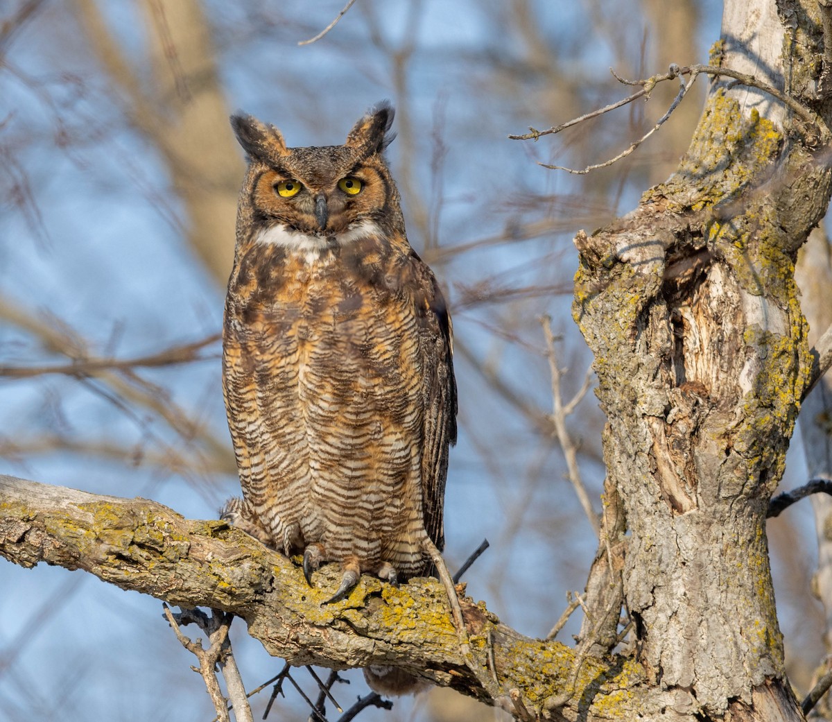 Amerika Puhusu - ML650066276