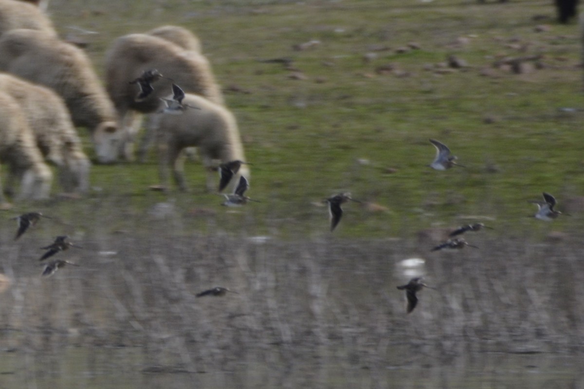 Бекас - ML650066316