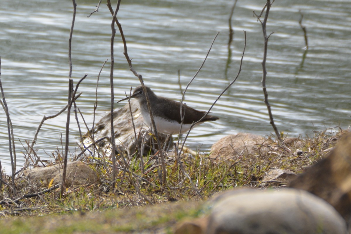 Черныш - ML650066526