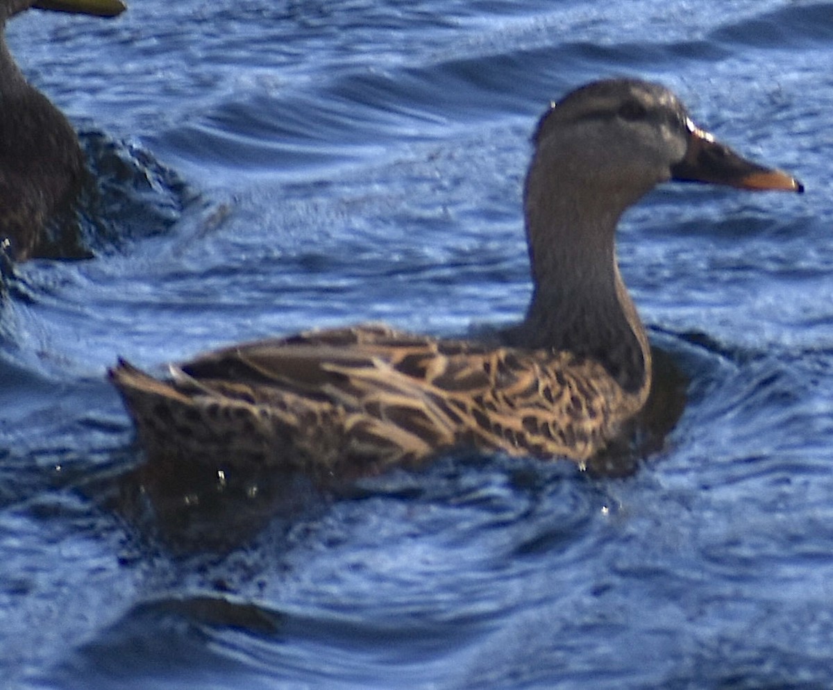 Mottled Duck - ML650066546