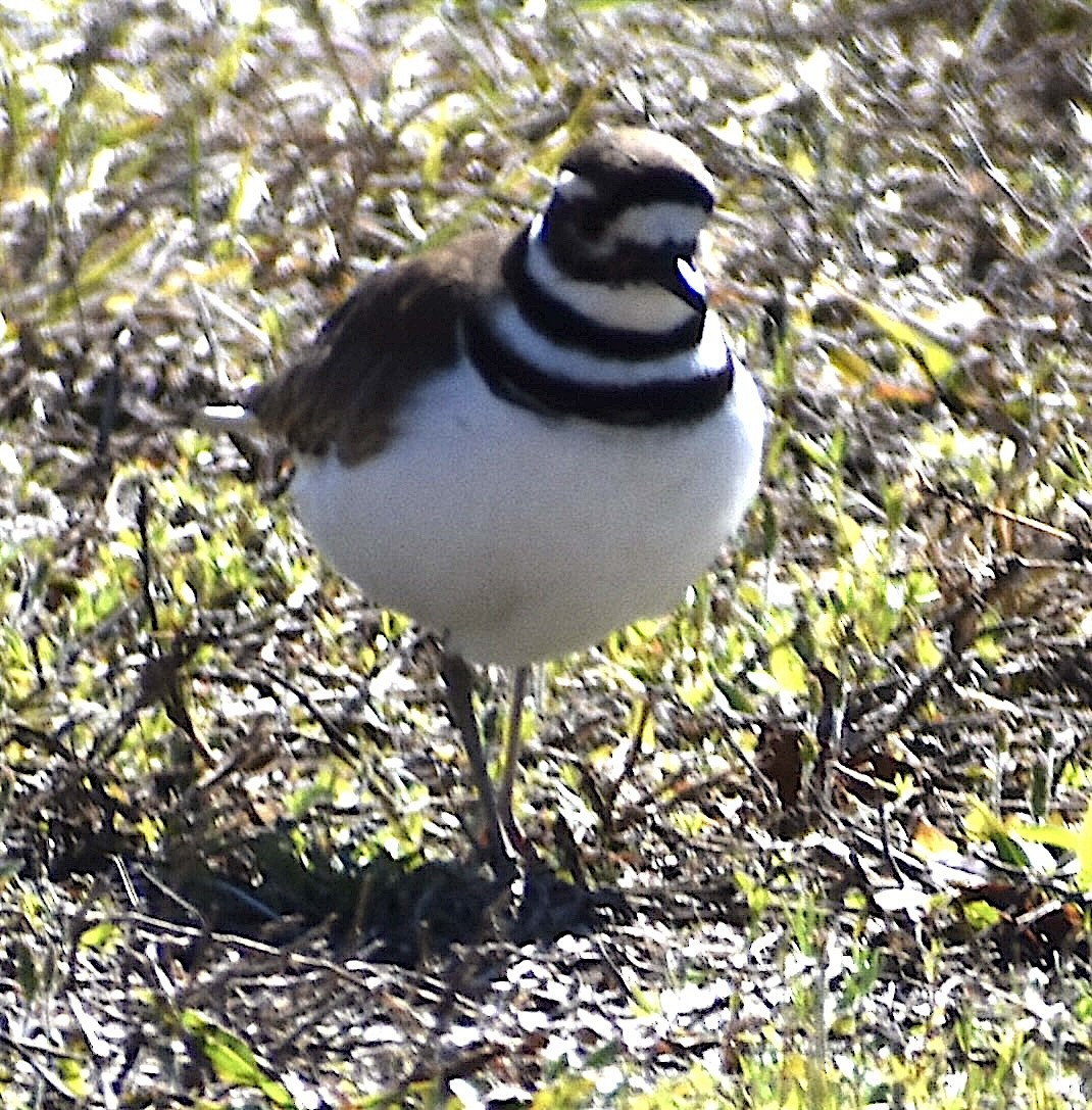 Killdeer - ML650066552