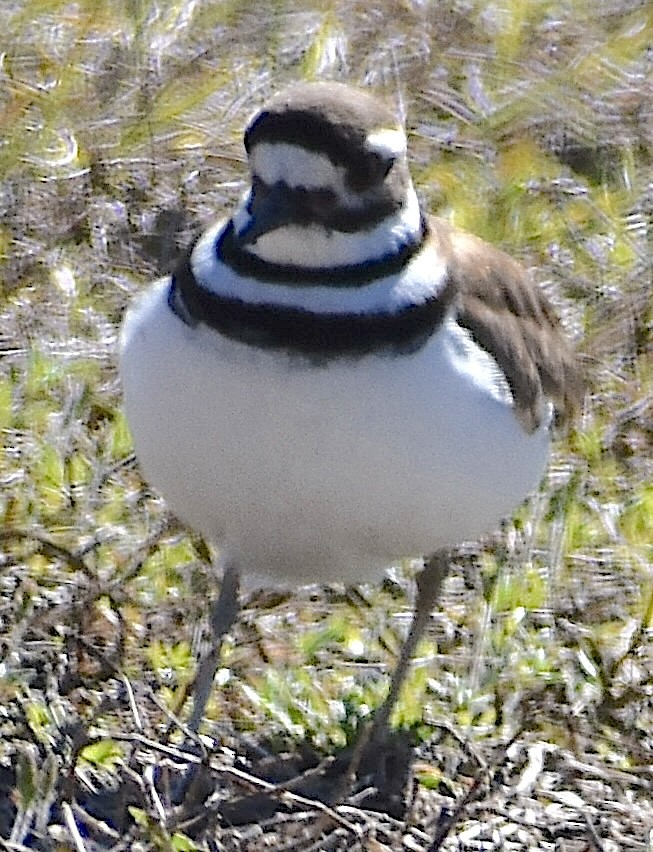 Killdeer - ML650066558