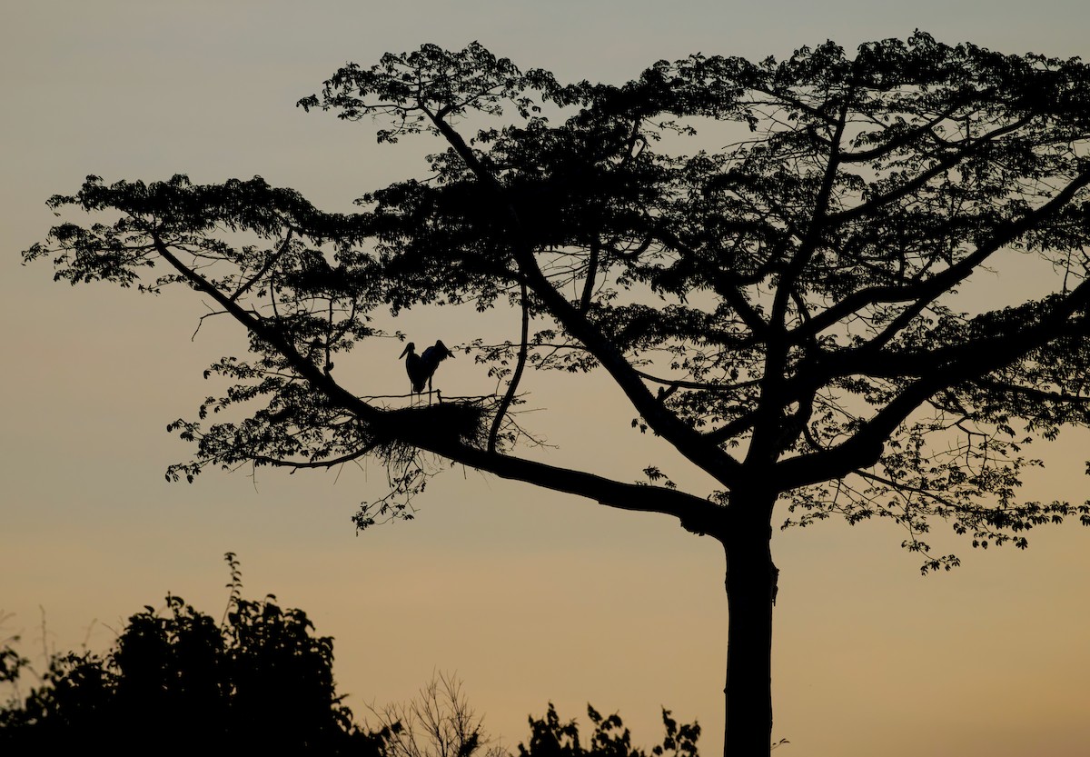 Jabiru amerikarra - ML650066582