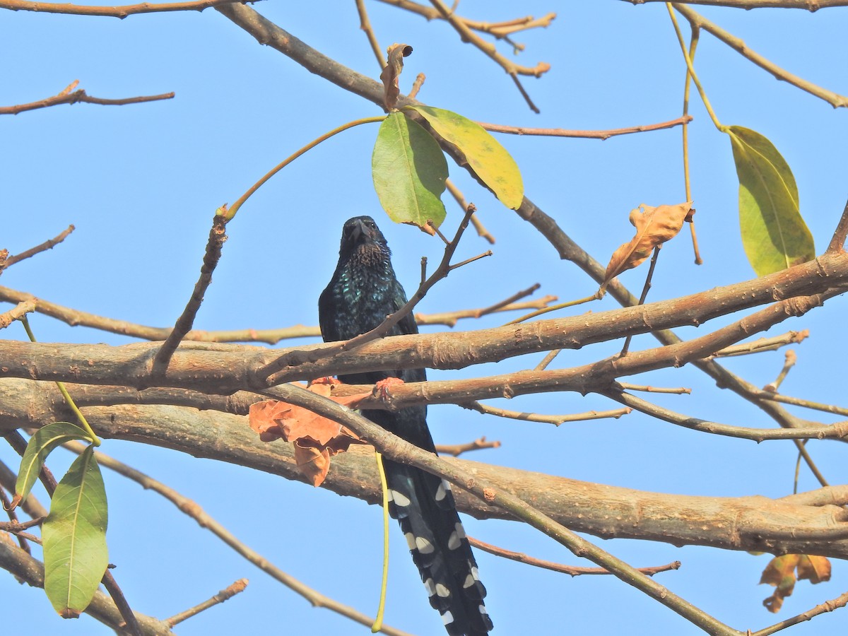 Green Woodhoopoe - ML650066596