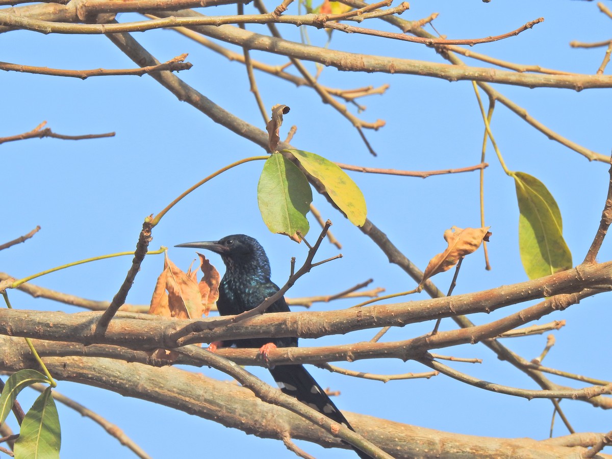 Green Woodhoopoe - ML650066597