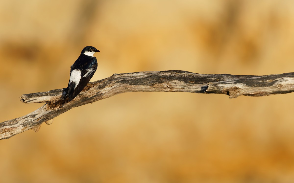 White-winged Swallow - ML650066601