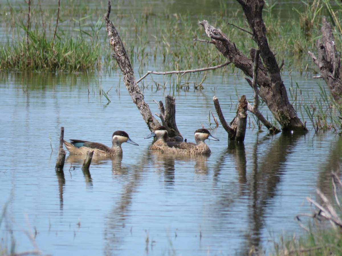 Blue-billed Teal - ML650067063