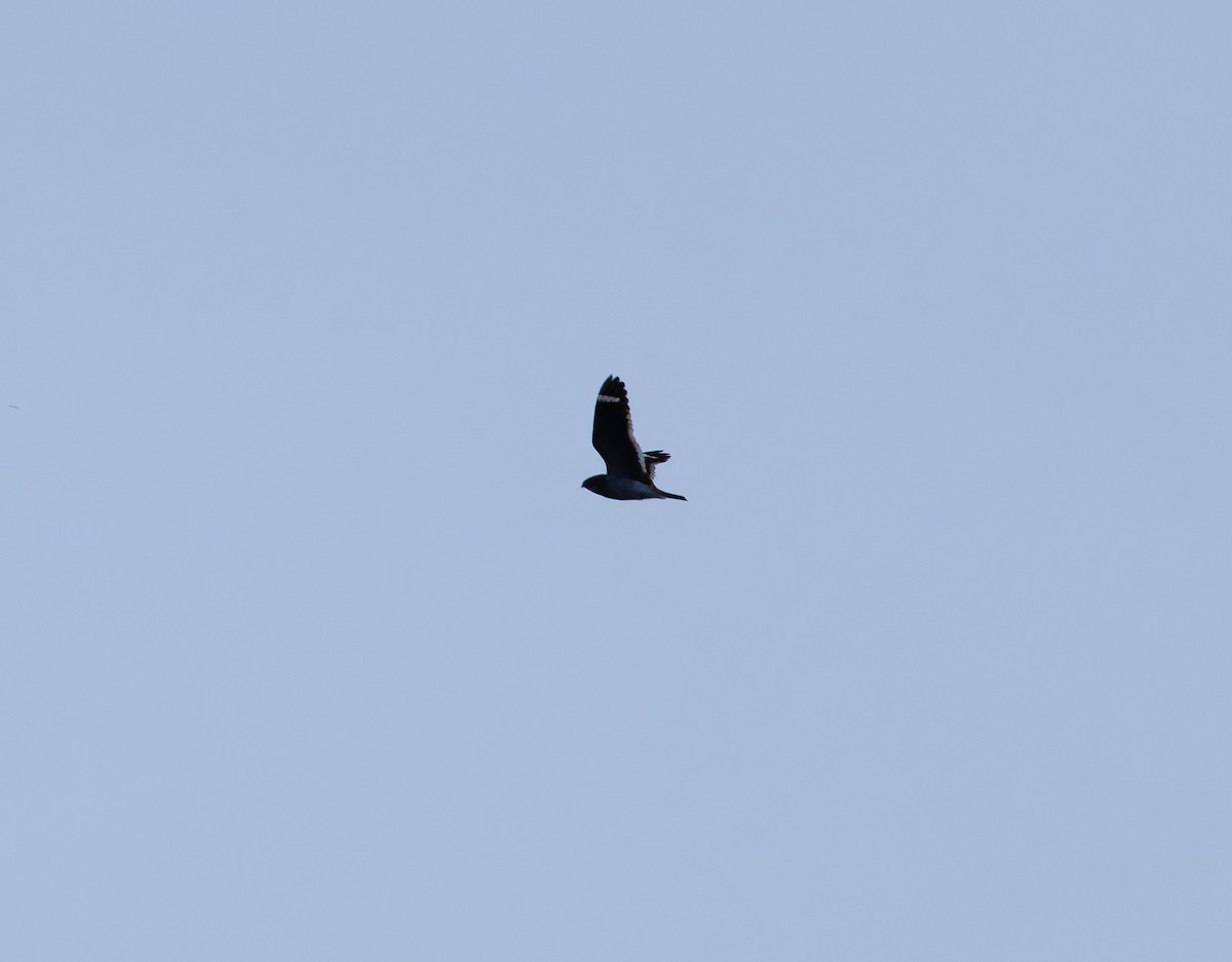 Least Nighthawk - ML650067735