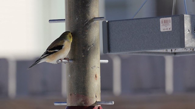 Goldzeisig - ML650067959