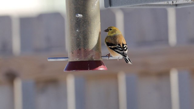 Goldzeisig - ML650067963