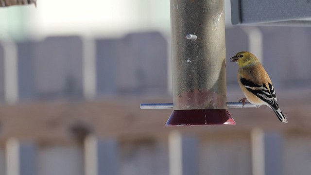 Goldzeisig - ML650067967