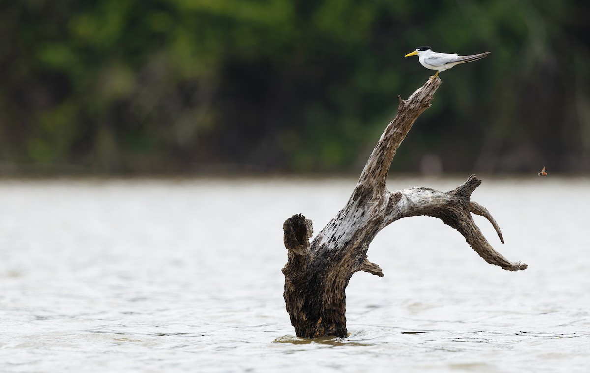 Txenadatxo amazoniarra - ML650068005