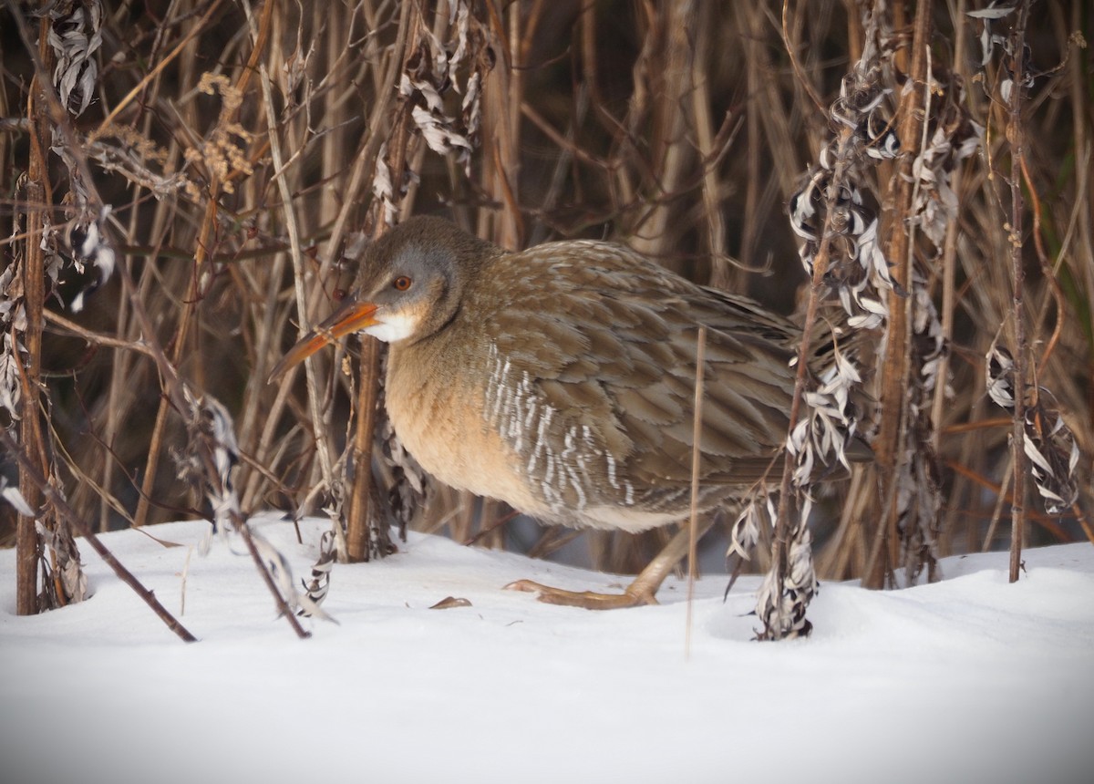 Clapper Rail - ML650068131
