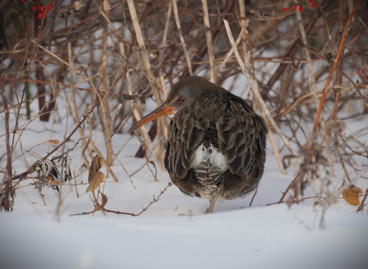 Clapper Rail - ML650068132