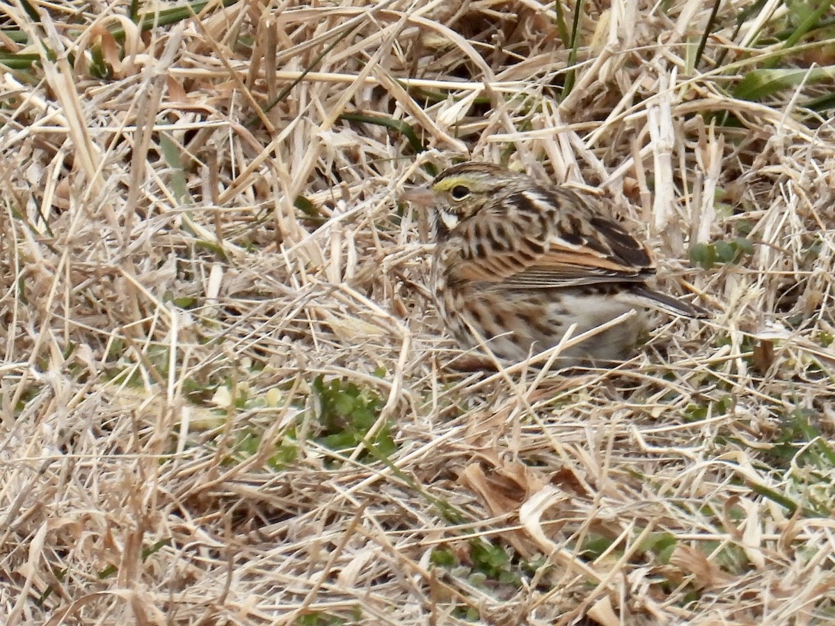 稀樹草鵐 - ML650068160