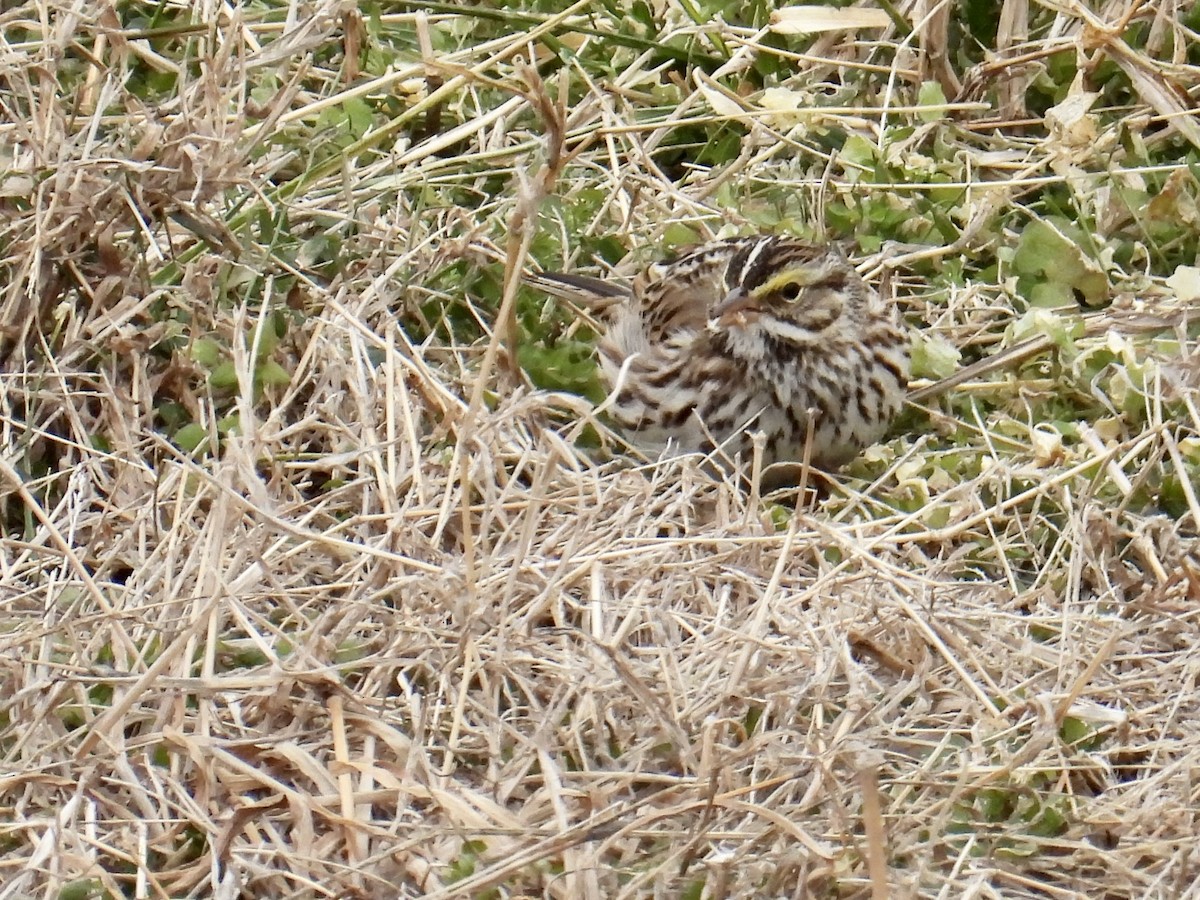 稀樹草鵐 - ML650068161