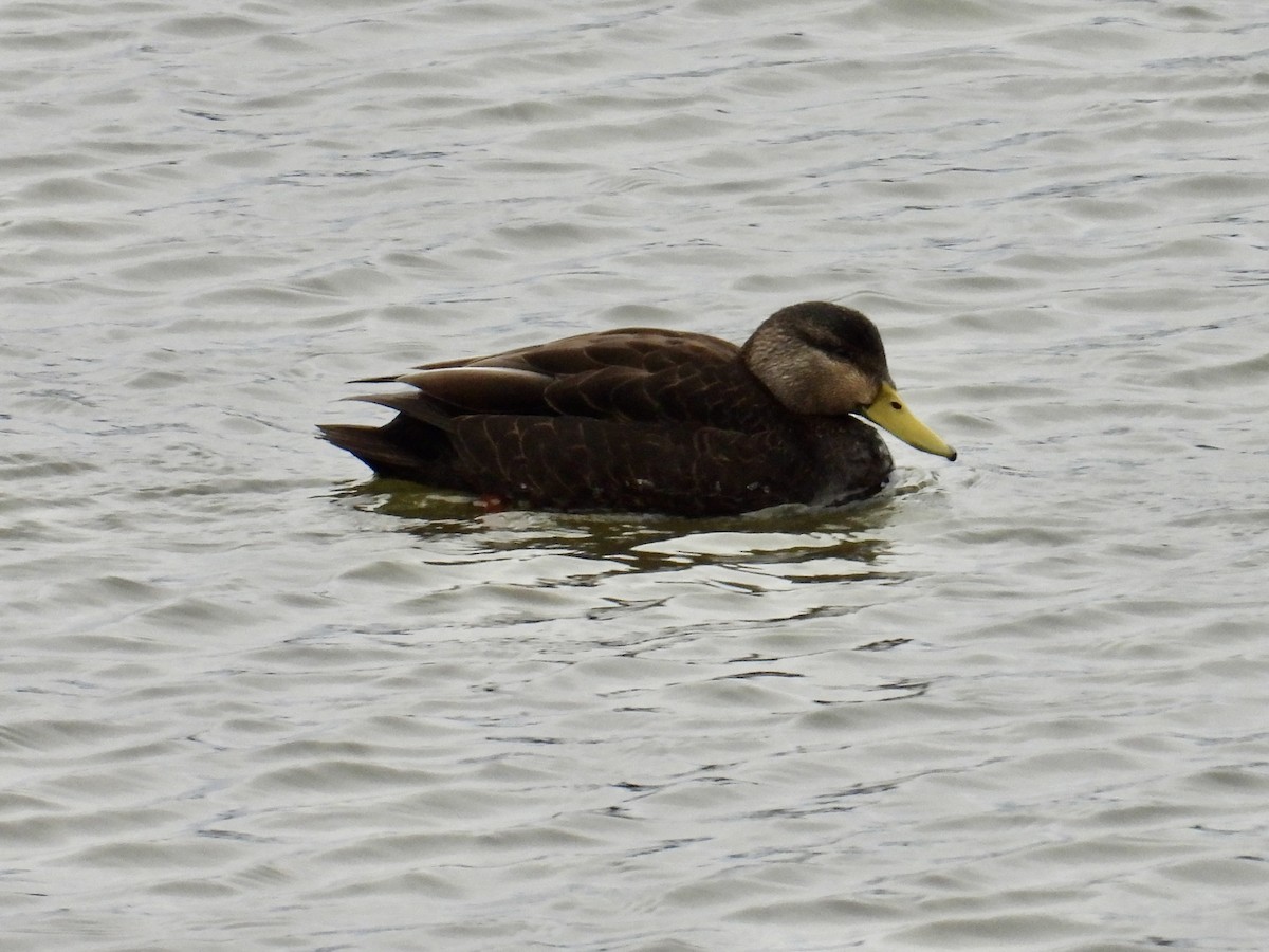 American Black Duck - ML650068193