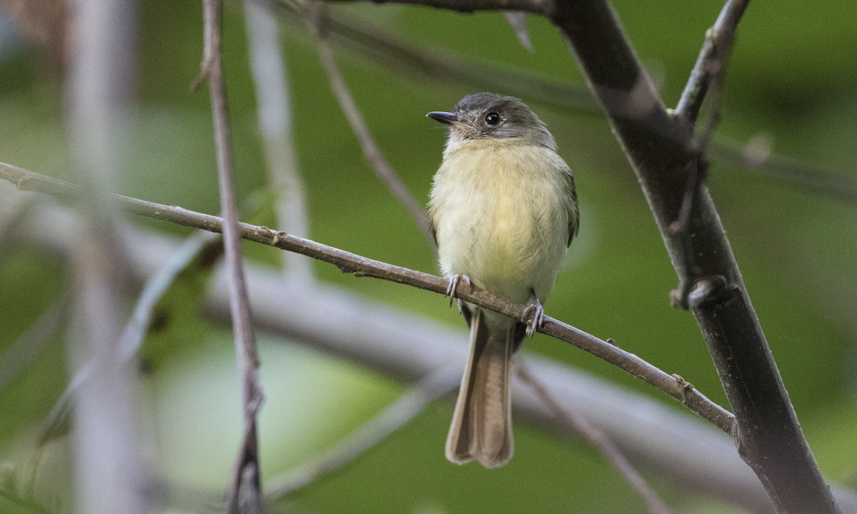 Inca Flycatcher - Brian Sullivan