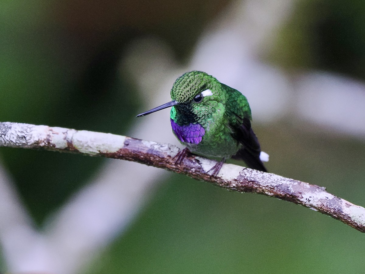 Purple-bibbed Whitetip - ML650068253