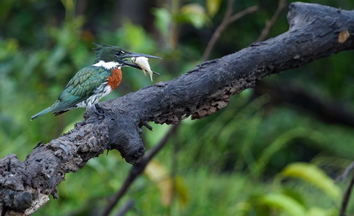 Amazon Kingfisher - ML650068311