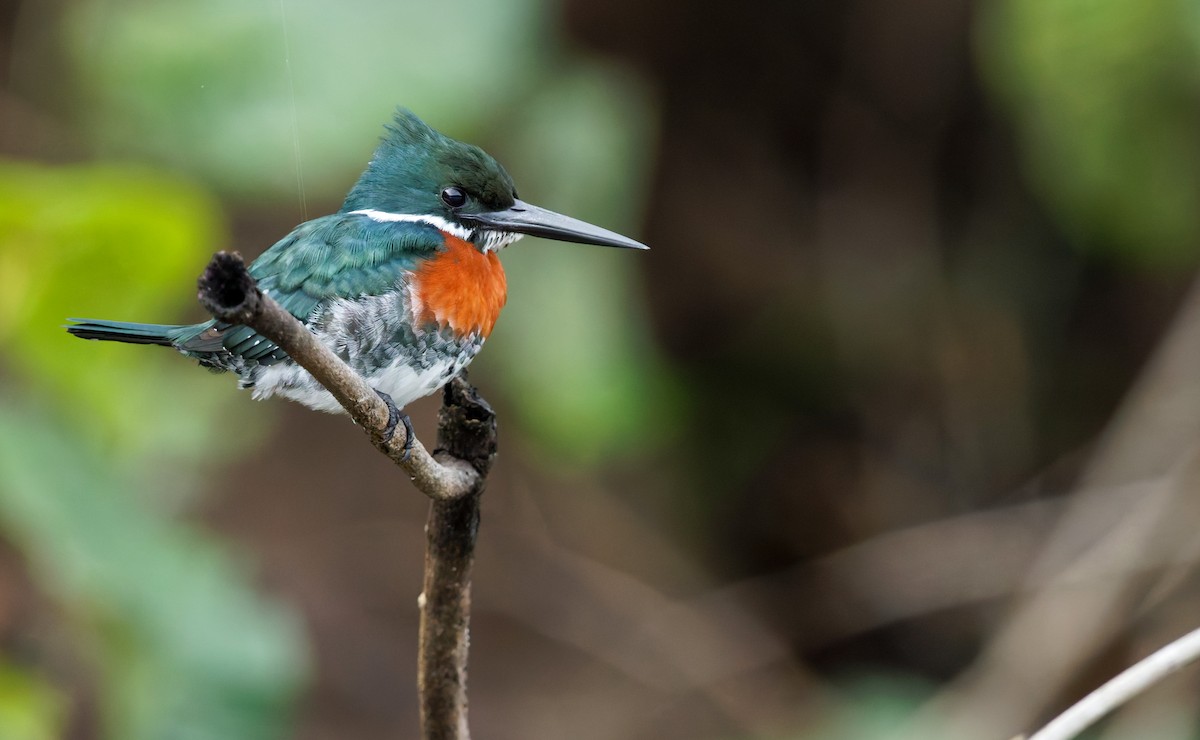 Green Kingfisher - ML650068316