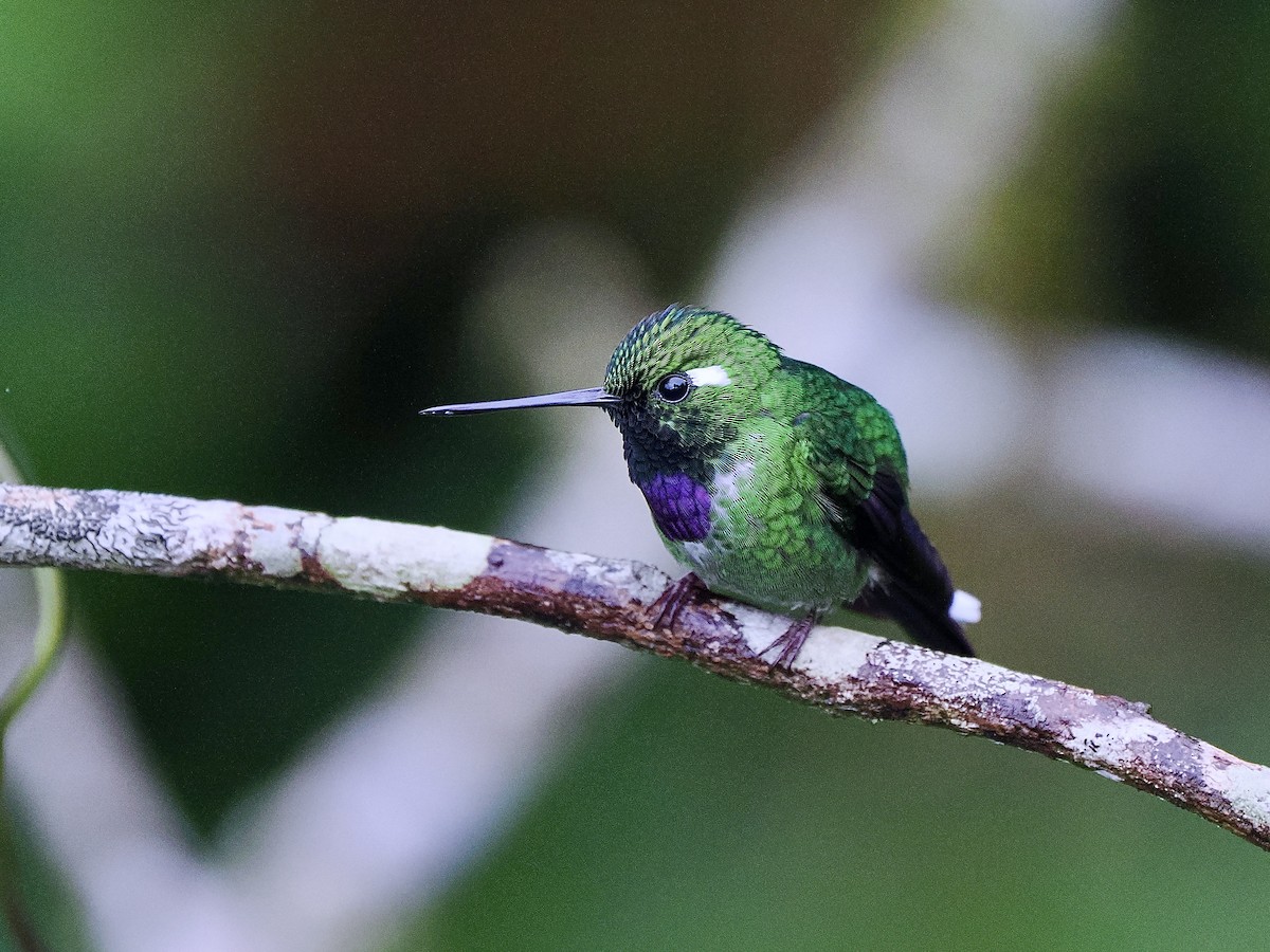 Purple-bibbed Whitetip - ML650068331